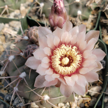 Gymnocalycium piricarpum  Planet Desert
