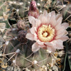 Gymnocalycium piricarpum