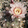 Gymnocalycium piricarpum