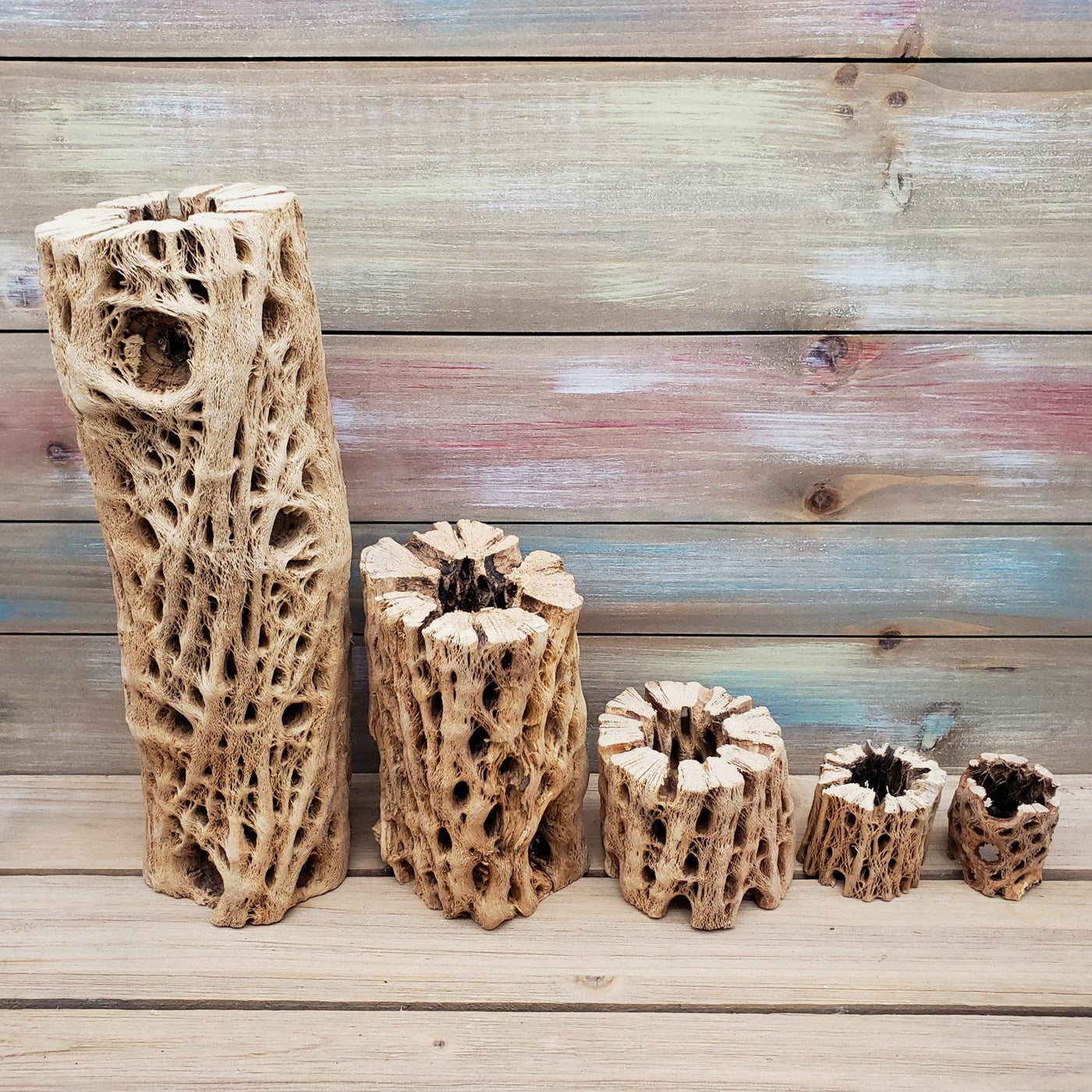 cholla wood air plant Natural Cholla Wood Hollow (2"-12") XLarge (thick