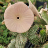 Kalahari Cactus &