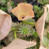 Kalahari Cactus &