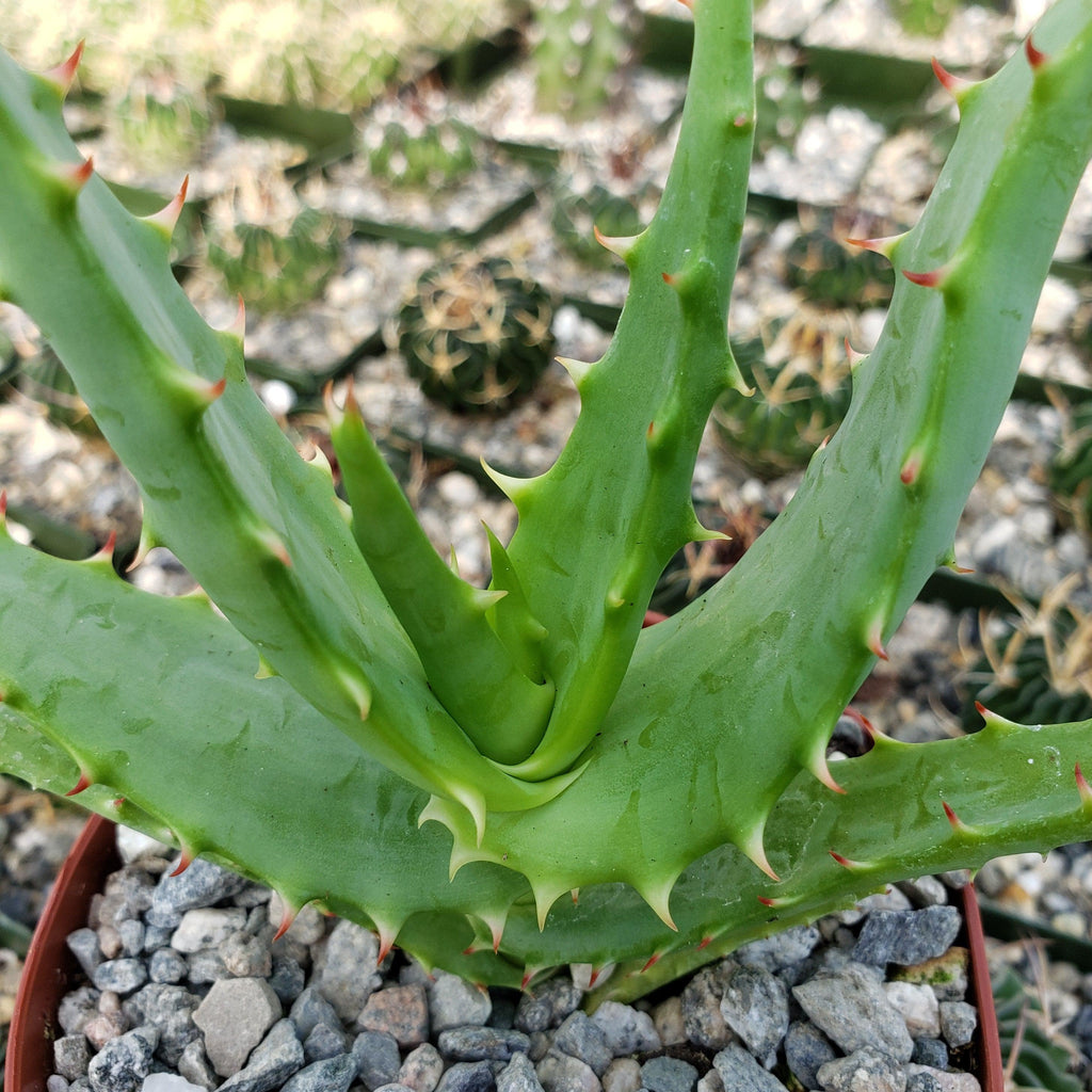 Aloe africana
