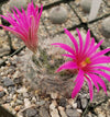 Mammillaria guelzowiana