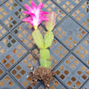 Schlumbergera bridgesii christmas cactus 3 cuttings