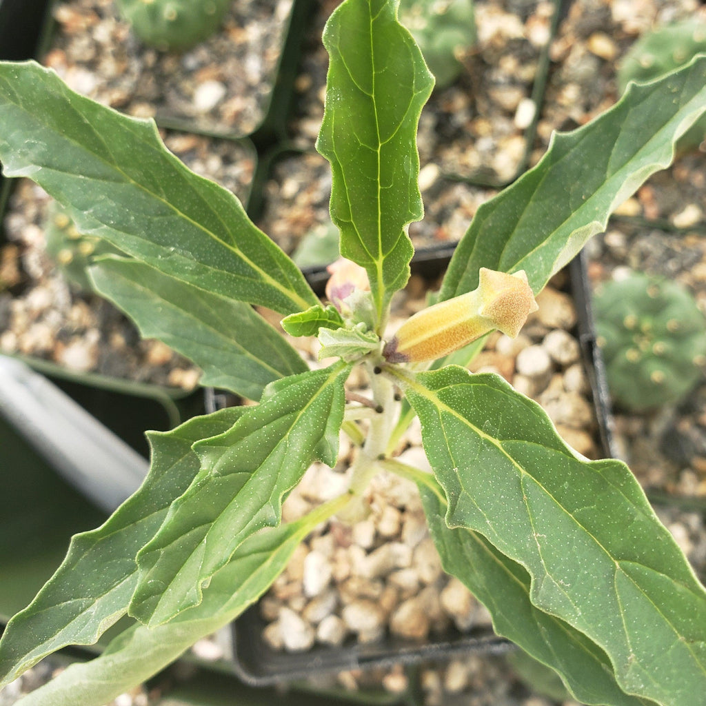 Pterodiscus aurantiacus