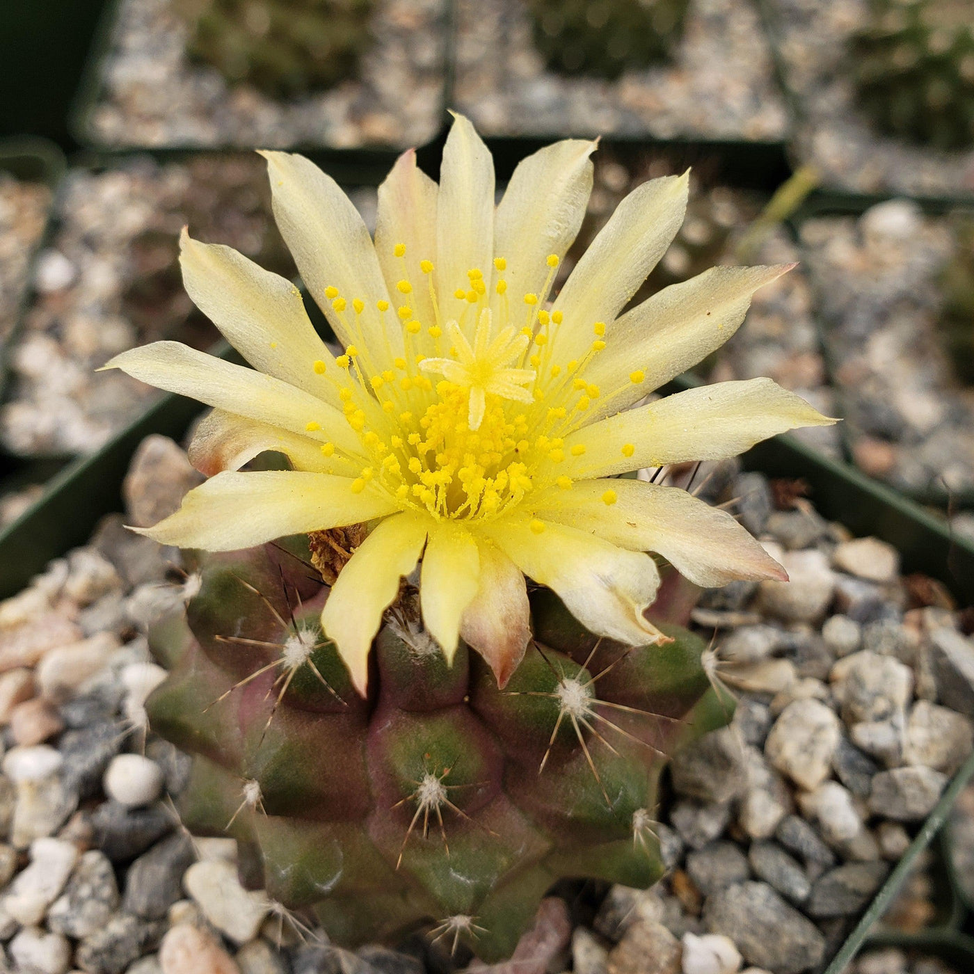 Copiapoa humilis paposoensis