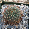 Sulcorebutia  pulchra