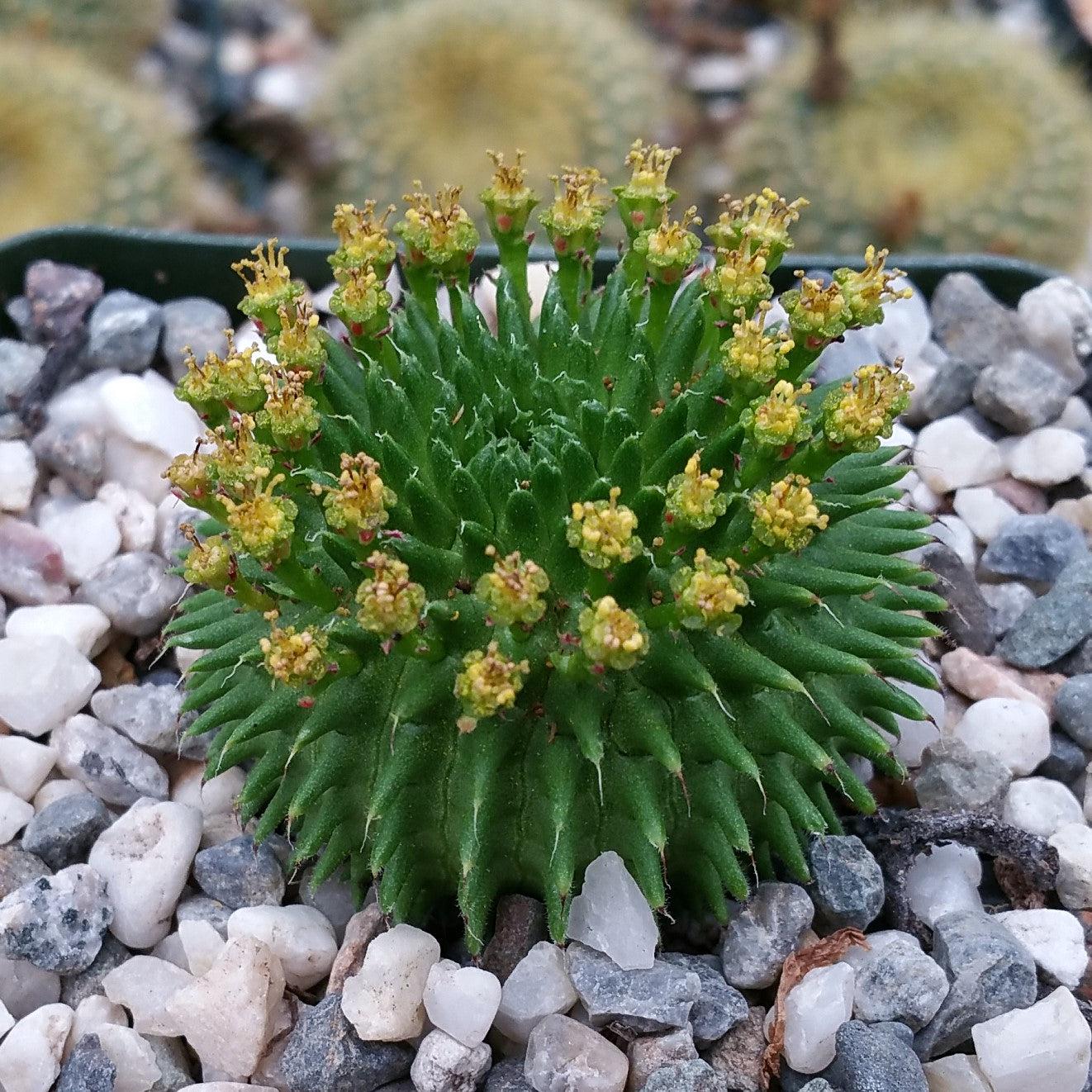 Euphorbia susannae