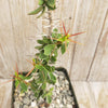 Euphorbia beharensis