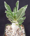 Pachypodium lealii