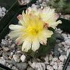 Copiapoa esmeraldana