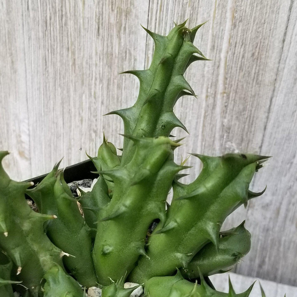 Huernia Nova Mccoy