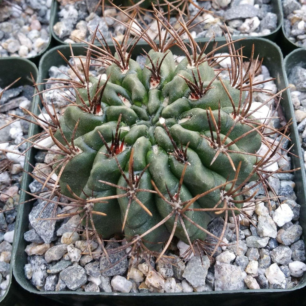 Neochilenia floccosa