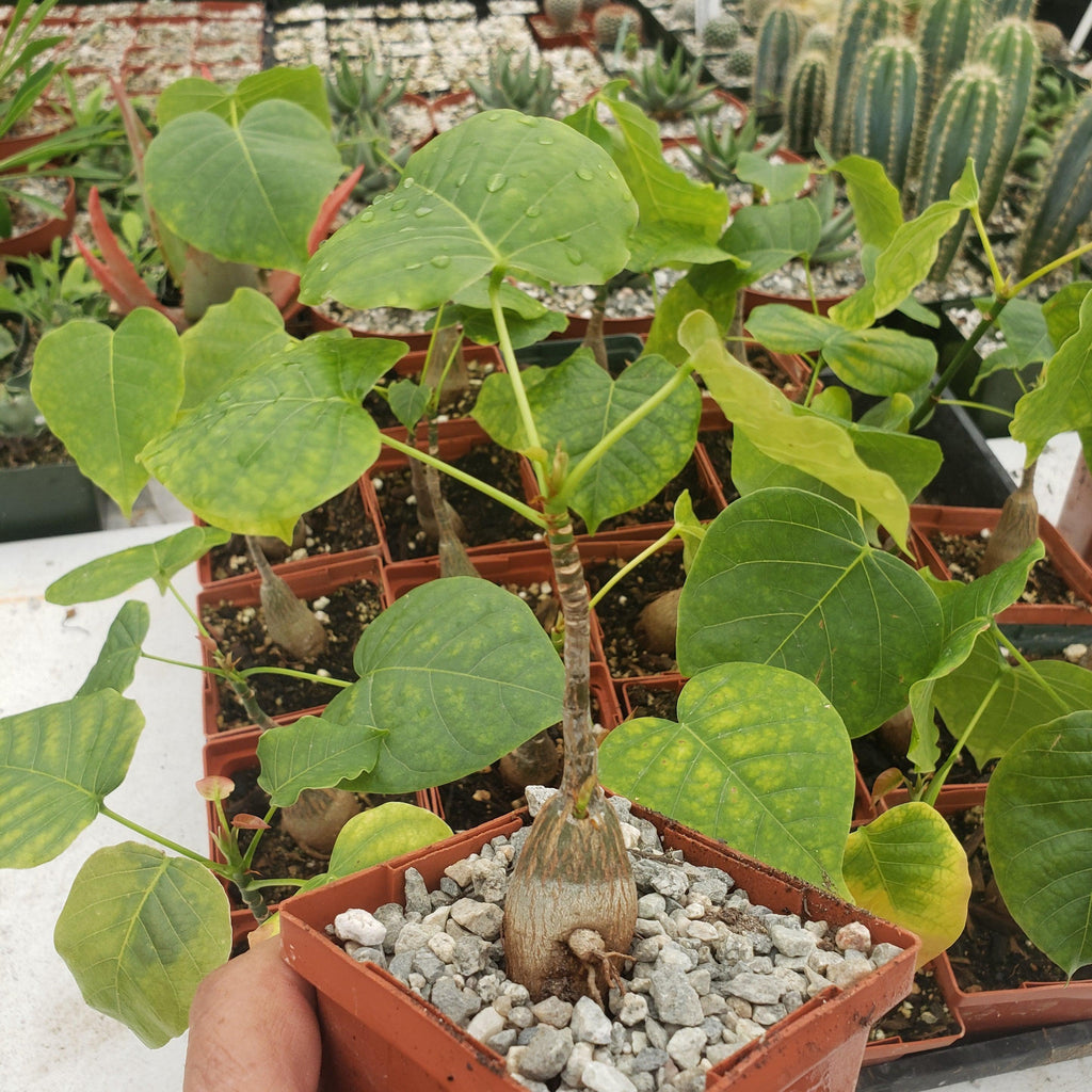 Shaving Brush Tree - Pseudobombax ellipticum