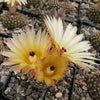 Notocactus elegans