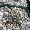 Gymnocalycium stellatum asterium