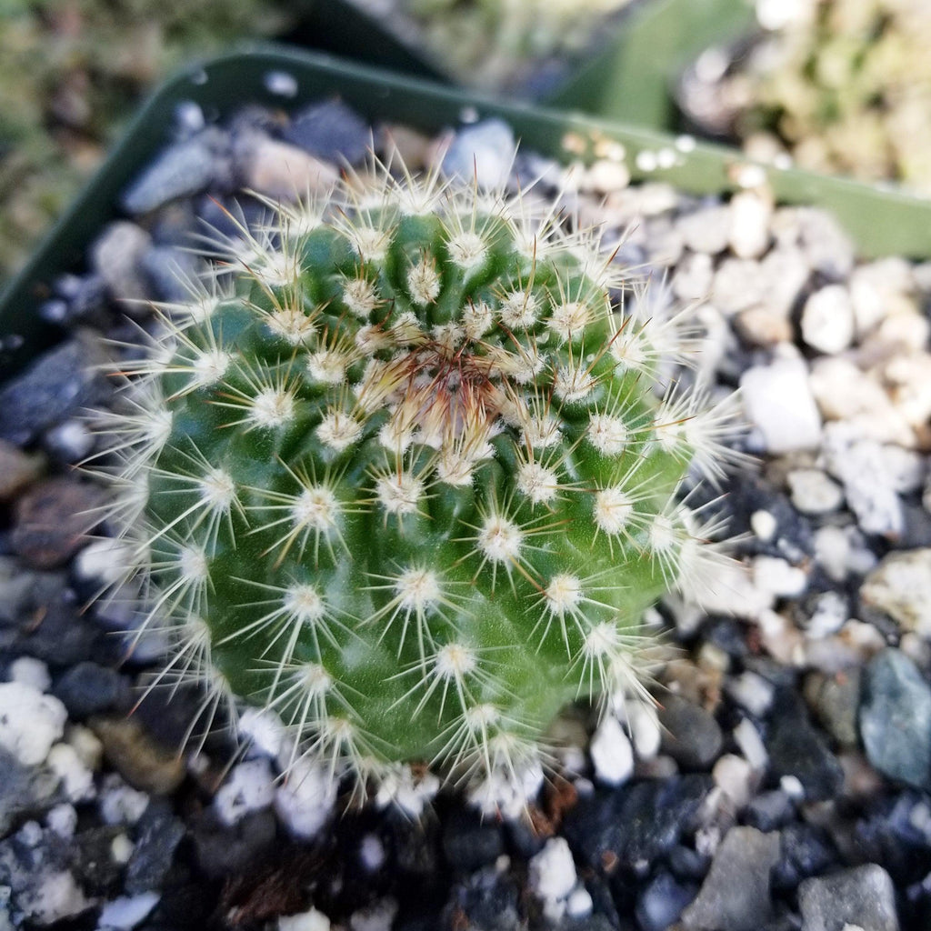 Notocactus werdermannianus