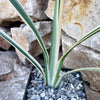 Dianella tasmanica variegata