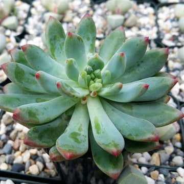 blue succulent name Echeveria blue elf