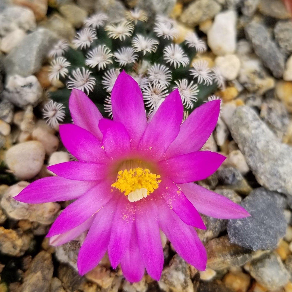 Mammillaria hernandezii