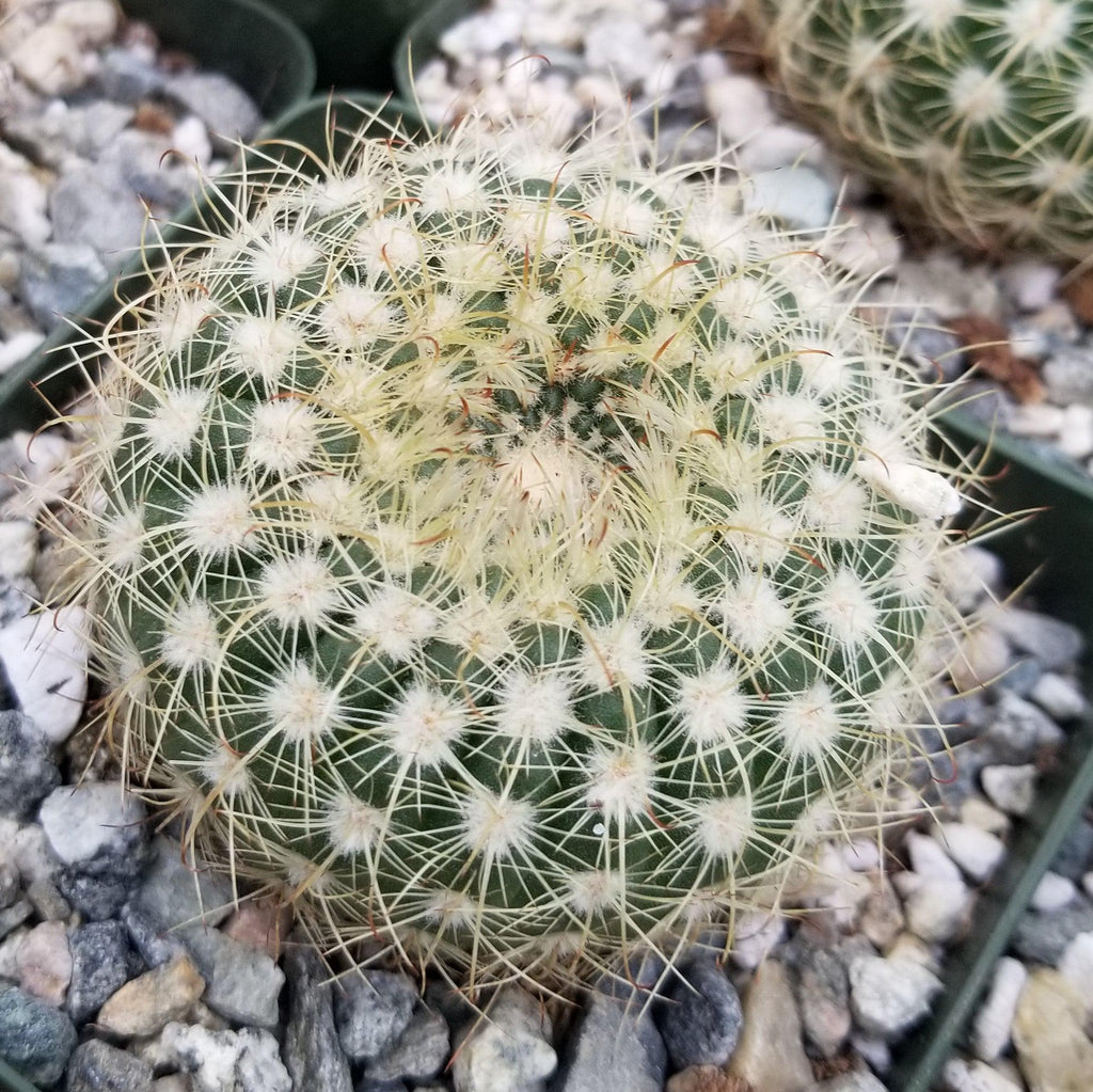 Notocactus apricus