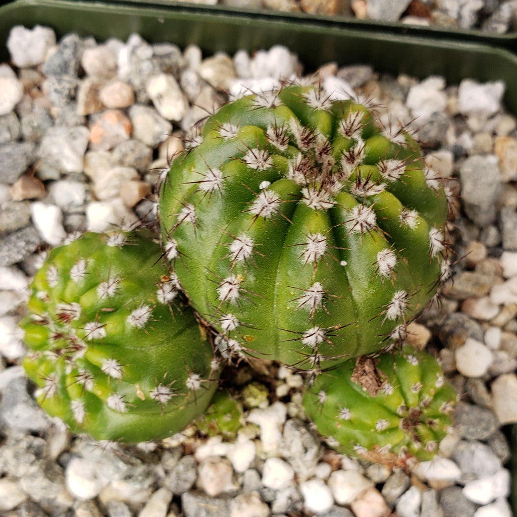 Notocactus carambeiensis