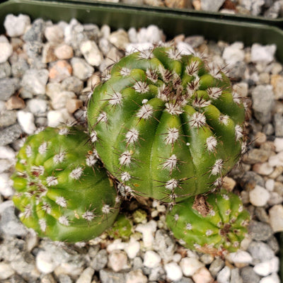 Notocactus carambeiensis