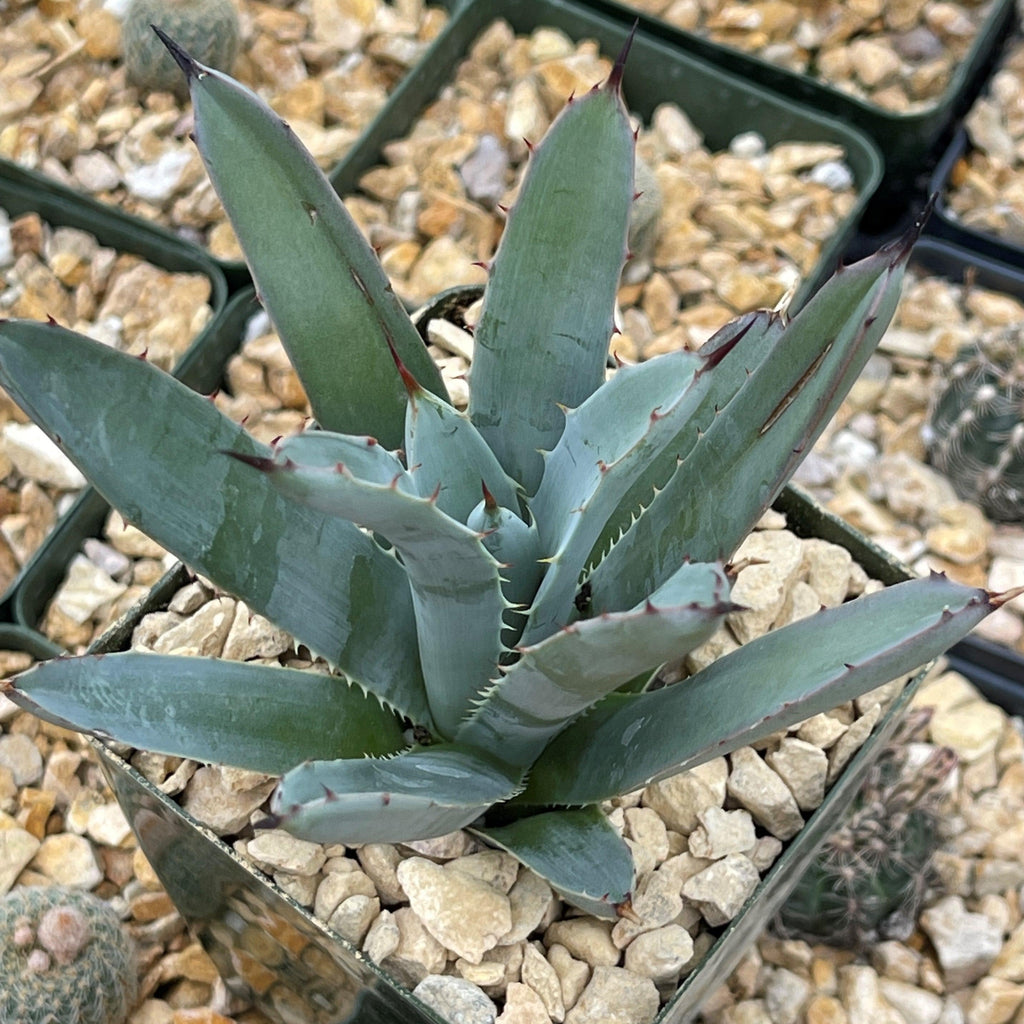 Agave macroacantha