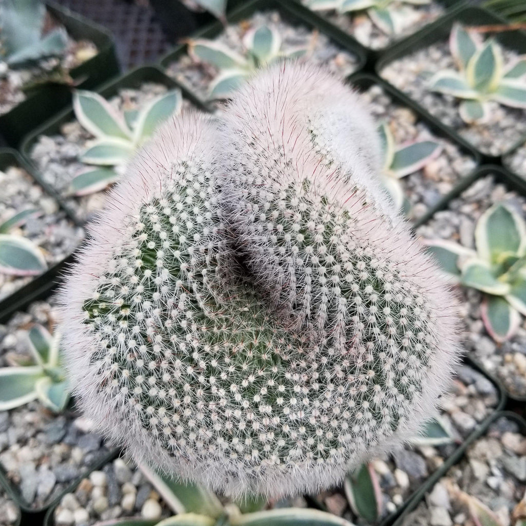 Mammillaria crest Red Cap