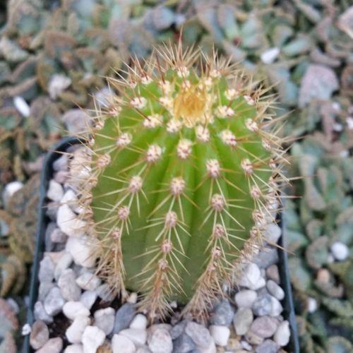 Golden Torch Cactus - Trichocereus spachianus