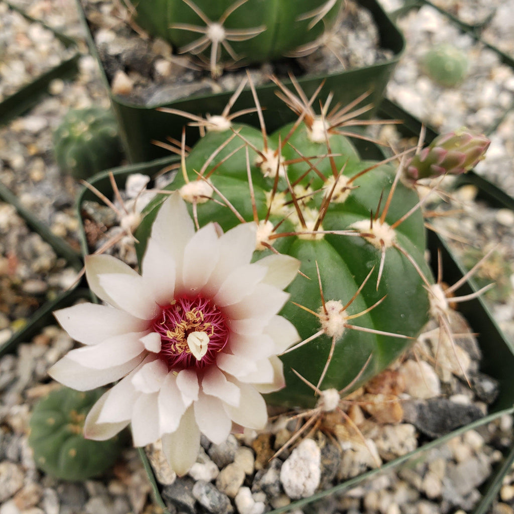 Gymnocalycium fleischerianum