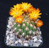 Rebutia weingartia neocumingii