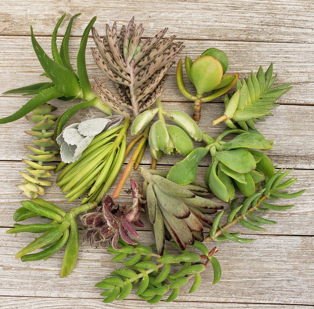 50 Assorted Succulent Cuttings