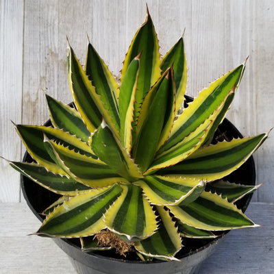 Quadricolor Century Plant - Agave lophantha