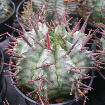 Euphorbia horrida urchin 6