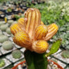 Chamaecereus lutea grafted Large