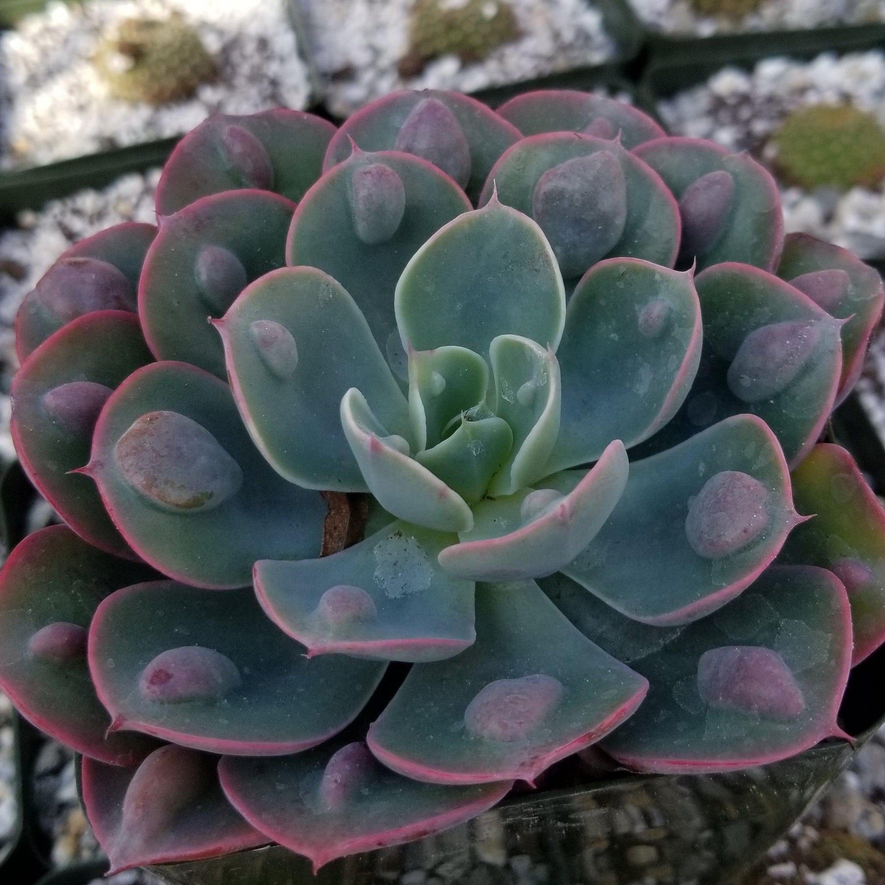 raindrops succulent plant Echeveria Rain Drops