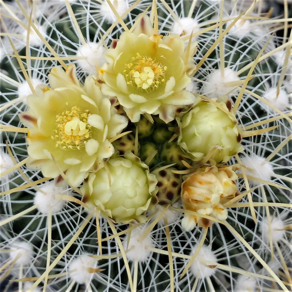 Echinofossulocactus albatus