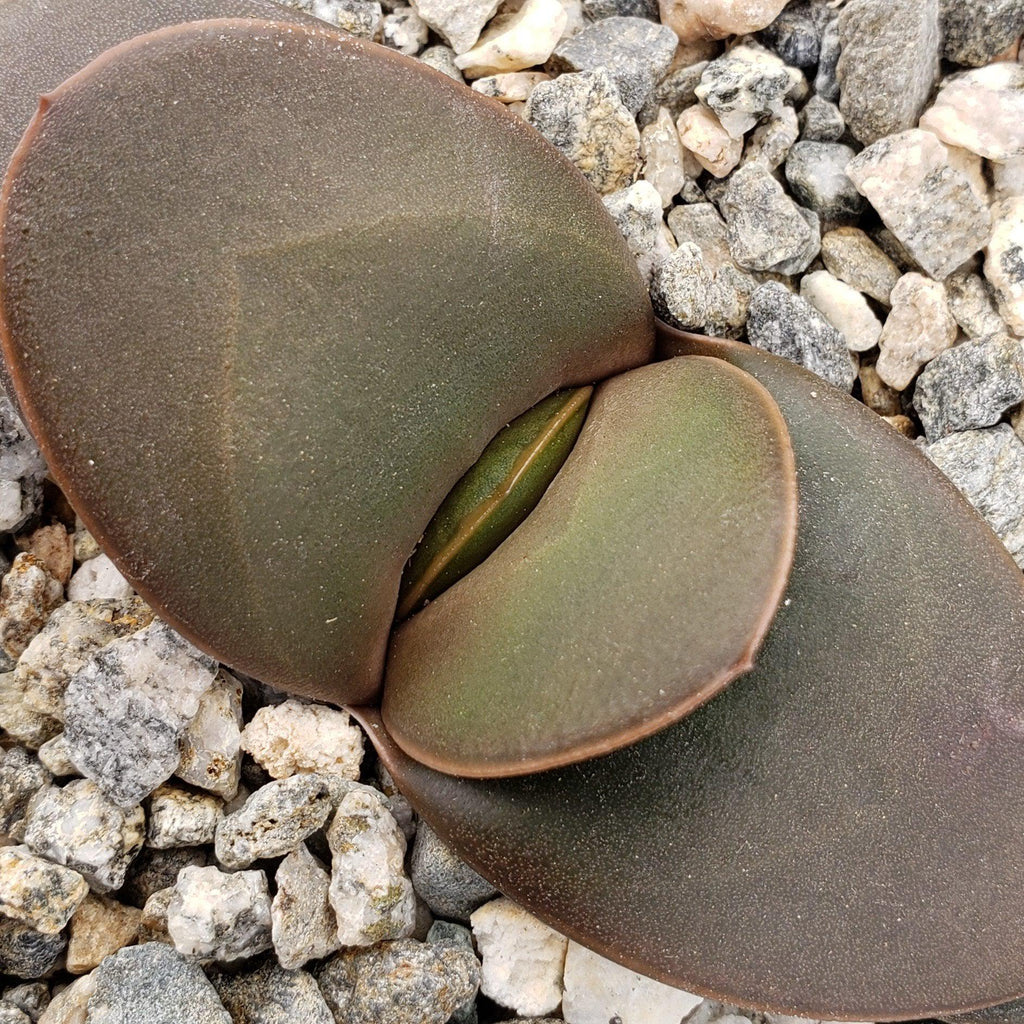Gasteria armstrongii