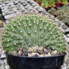 Trichocereus thelegonus Cristata