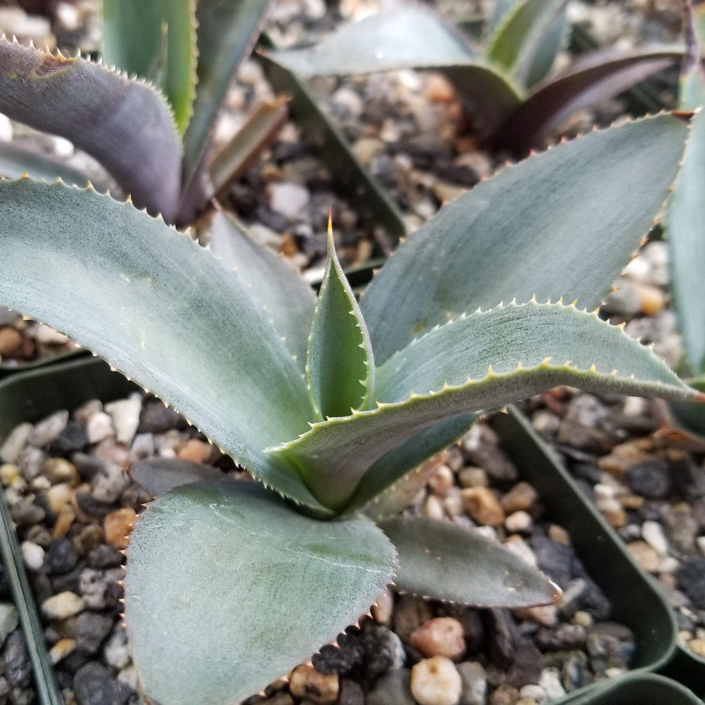Agave pablocarrilloi