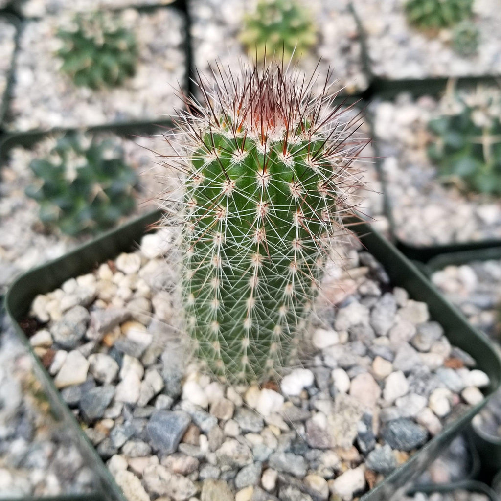 Trixantocereus blossfeldiorum