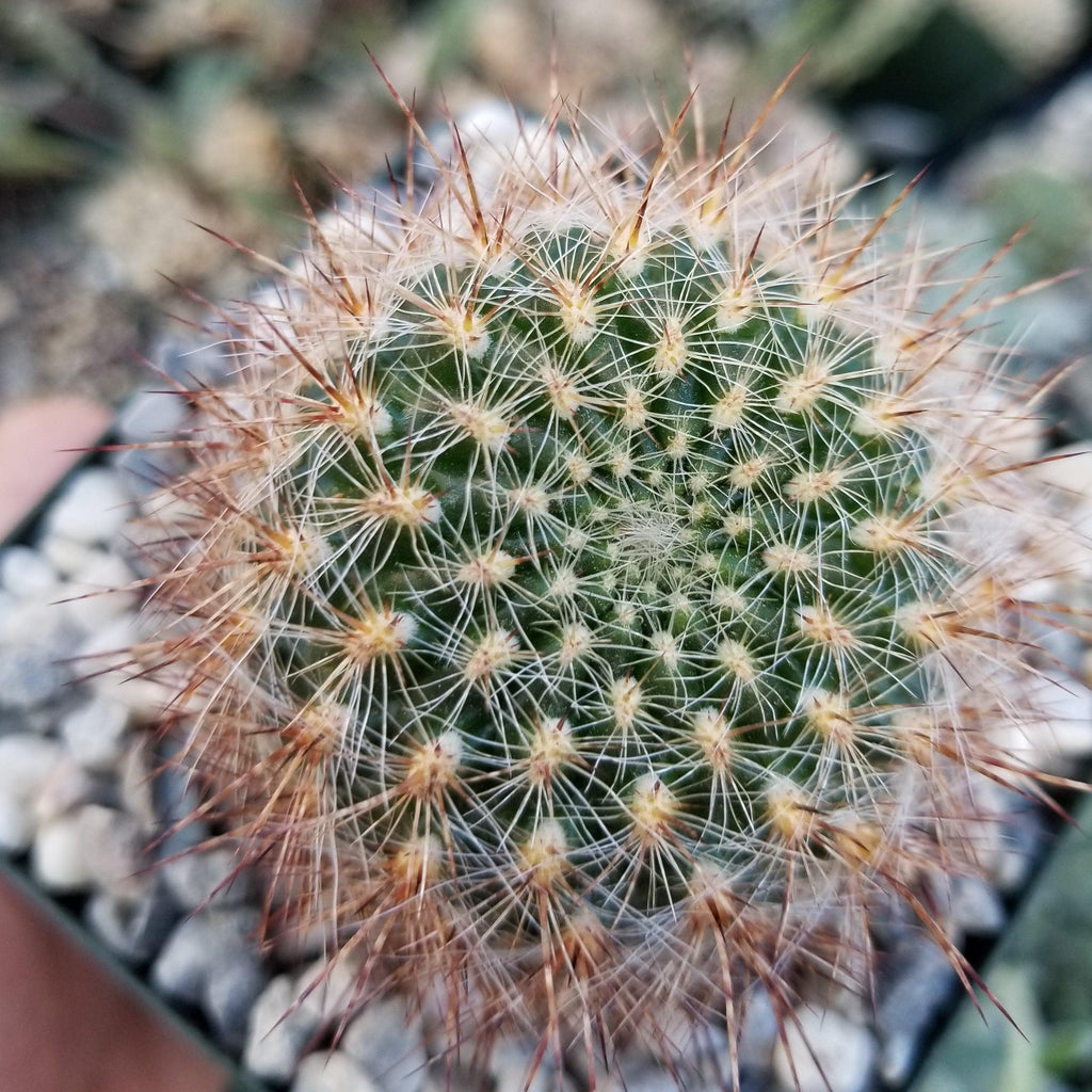 Sulcorebutia tiraquensis bicolorispina