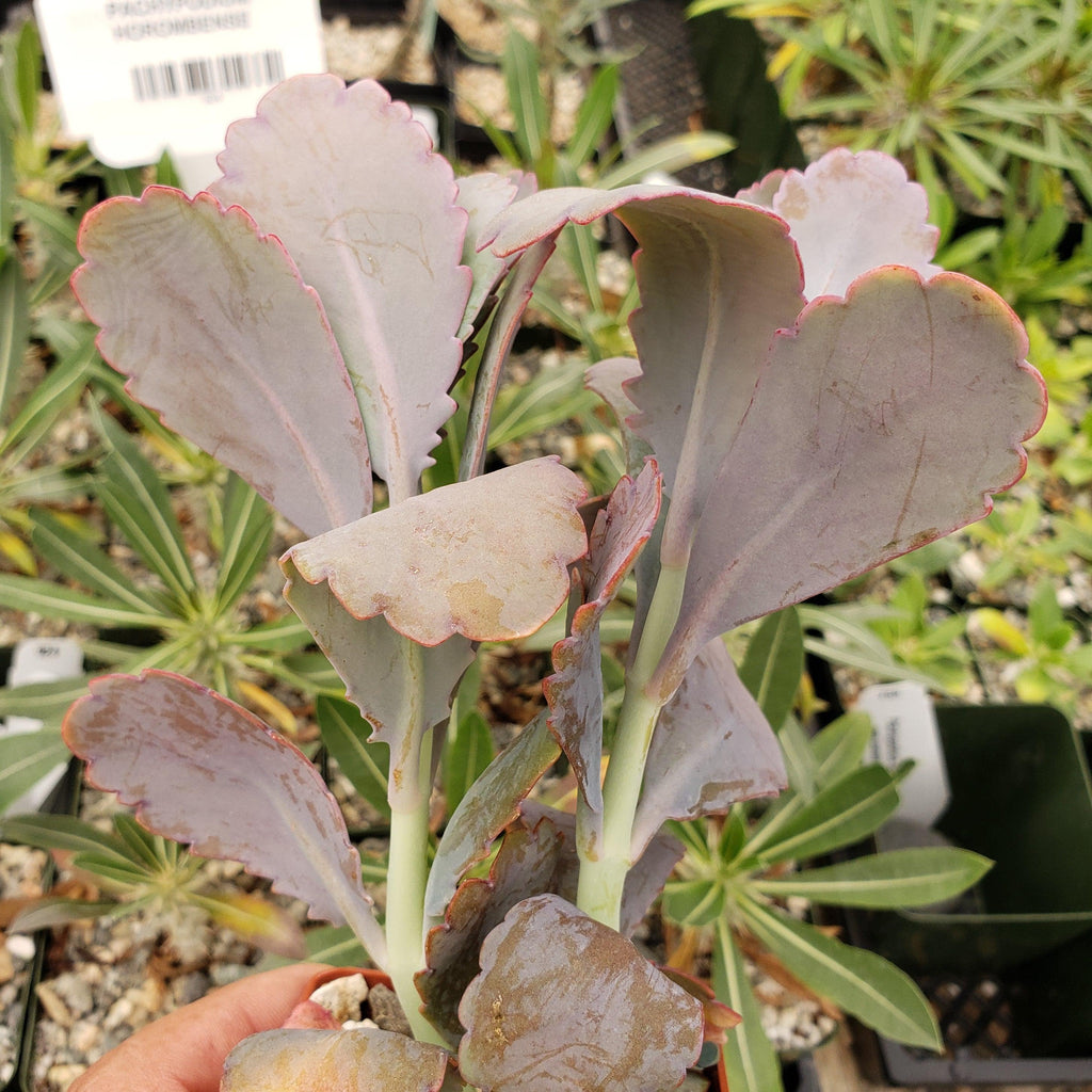 Kalanchoe fedtschenko