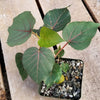 Ficus petiolaris fig rock