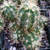 Echinocereus sanpedroensis