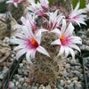 Mammillaria fraileana