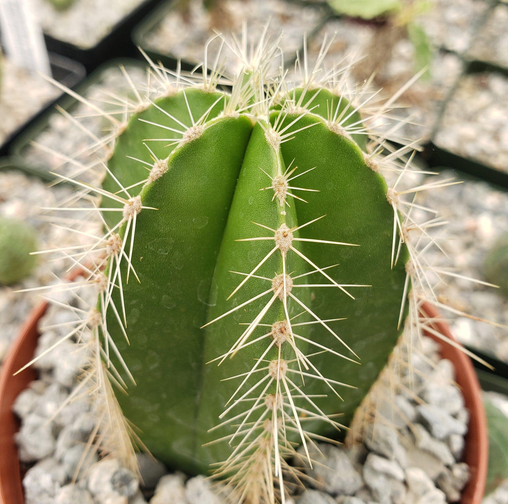 Stenocereus dumortieri