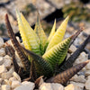 Haworthia limifolia variegata